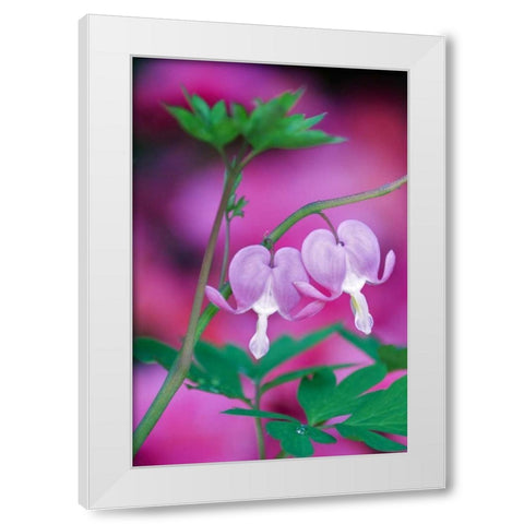 Bleeding Hearts Connecting In Garden White Modern Wood Framed Art Print by Rotenberg, Nancy
