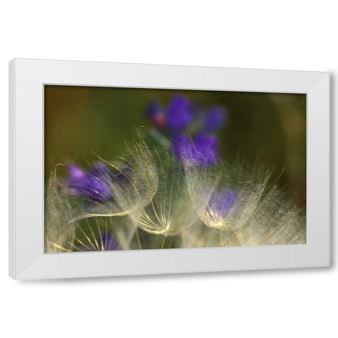 Seedheads blowing in the garden White Modern Wood Framed Art Print by Rotenberg, Nancy