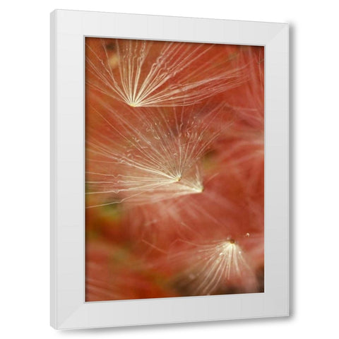 Seedheads Flying in Fall White Modern Wood Framed Art Print by Rotenberg, Nancy