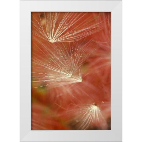 Seedheads Flying in Fall White Modern Wood Framed Art Print by Rotenberg, Nancy