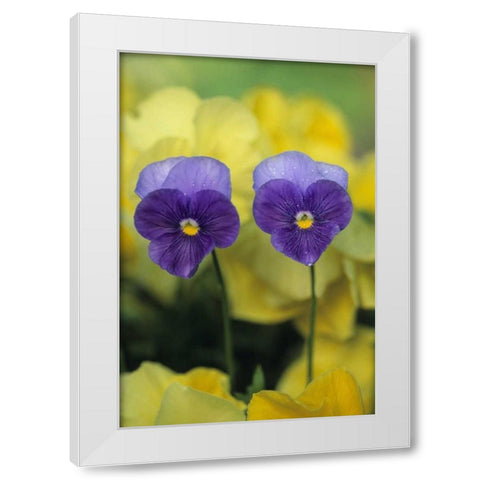 Two Pansy Faces in Garden White Modern Wood Framed Art Print by Rotenberg, Nancy