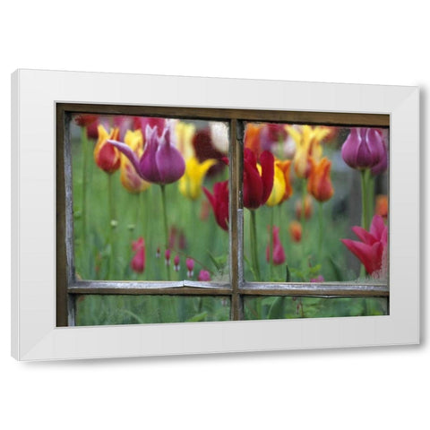 Spring Garden Behind Old window White Modern Wood Framed Art Print by Rotenberg, Nancy