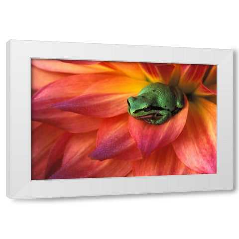 Pacific Chorus frog on dahlia White Modern Wood Framed Art Print by Kirkland, Dennis