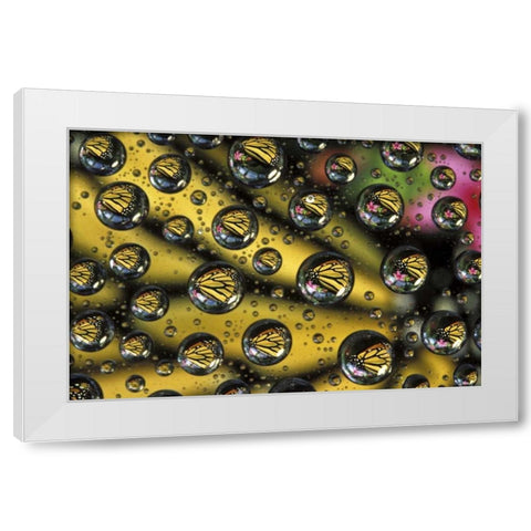 Monarch butterfly reflected in water drops White Modern Wood Framed Art Print by Kirkland, Dennis