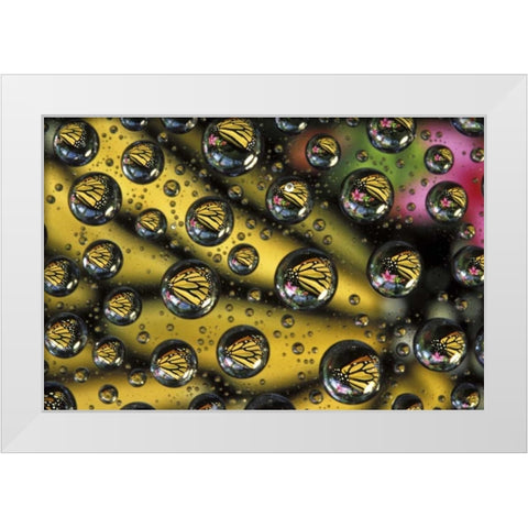 Monarch butterfly reflected in water drops White Modern Wood Framed Art Print by Kirkland, Dennis