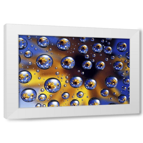 Arrowleaf balsamroot reflected in water drops White Modern Wood Framed Art Print by Kirkland, Dennis