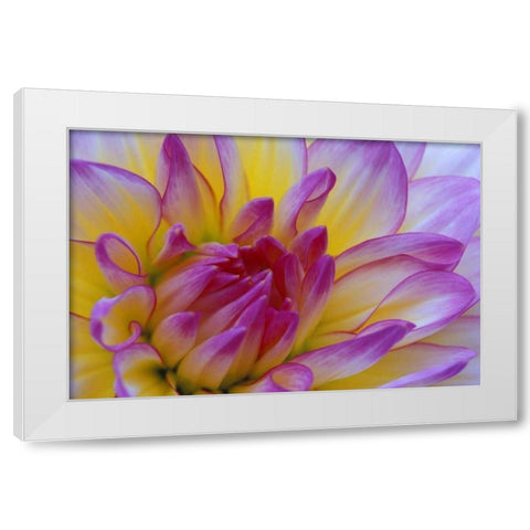 Dahlia close-up White Modern Wood Framed Art Print by Kirkland, Dennis