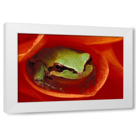 Pacific Chorus frog in dahlia White Modern Wood Framed Art Print by Kirkland, Dennis