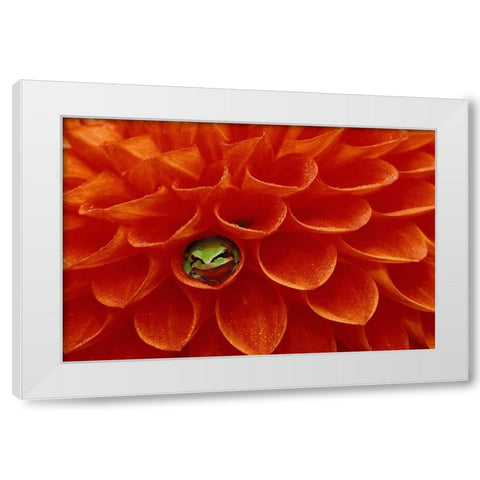 Pacific Chorus frog in dahlia White Modern Wood Framed Art Print by Kirkland, Dennis
