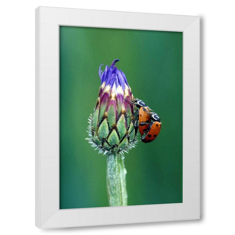 Close-up of mating ladybugs White Modern Wood Framed Art Print by Kirkland, Dennis