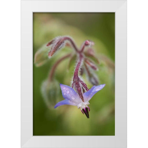 Close-up of a shooting star flower White Modern Wood Framed Art Print by Rotenberg, Nancy