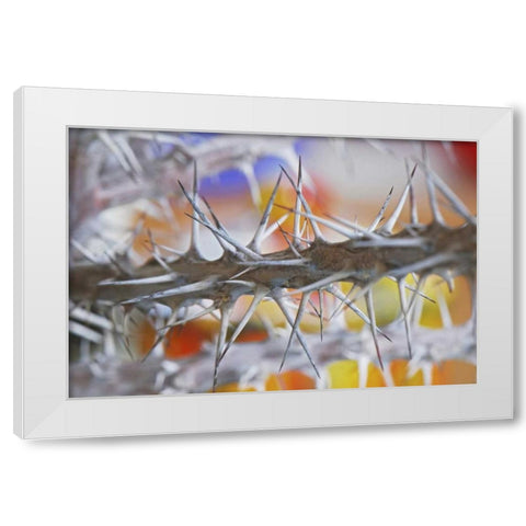 Detail of crown of thorns plant White Modern Wood Framed Art Print by Terrill, Steve