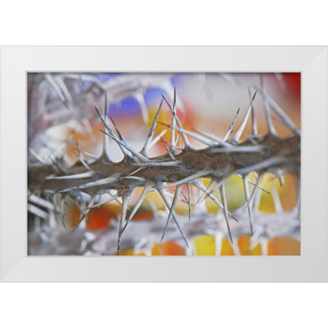 Detail of crown of thorns plant White Modern Wood Framed Art Print by Terrill, Steve