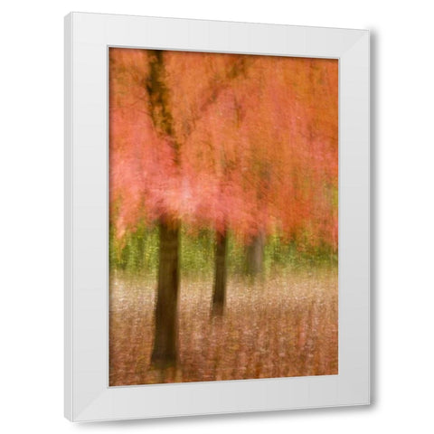 Impressionistic view of trees in autumn colors White Modern Wood Framed Art Print by OBrien, Jay