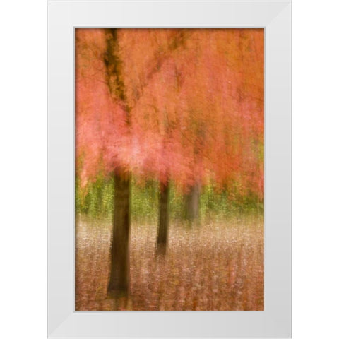 Impressionistic view of trees in autumn colors White Modern Wood Framed Art Print by OBrien, Jay