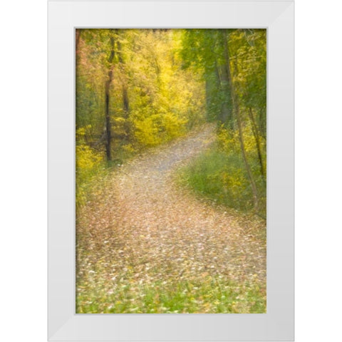 Trees in Autumn and leaf-covered pathway White Modern Wood Framed Art Print by OBrien, Jay