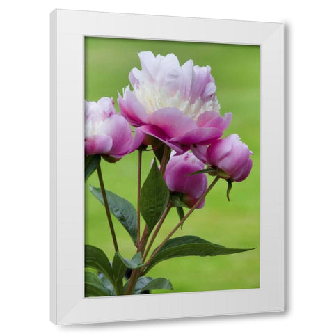 Detail of peony flowers White Modern Wood Framed Art Print by Paulson, Don