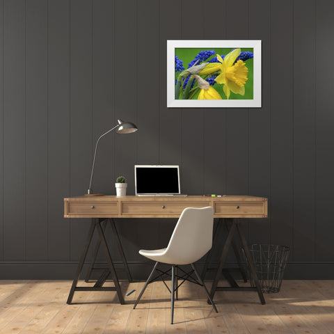 Detail of daffodil and hyacinth flowers White Modern Wood Framed Art Print by Paulson, Don