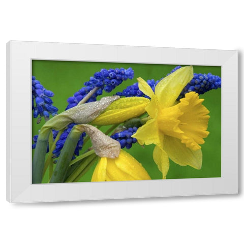 Detail of daffodil and hyacinth flowers White Modern Wood Framed Art Print by Paulson, Don