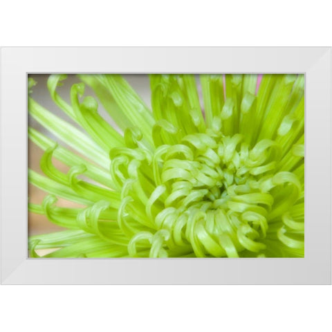 Close-up of spider chrysanthemum White Modern Wood Framed Art Print by Paulson, Don