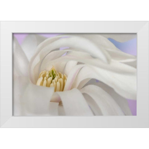 Detail of star magnolia flower White Modern Wood Framed Art Print by Paulson, Don