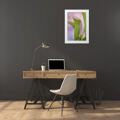 Close-up of calla Lily White Modern Wood Framed Art Print by Paulson, Don