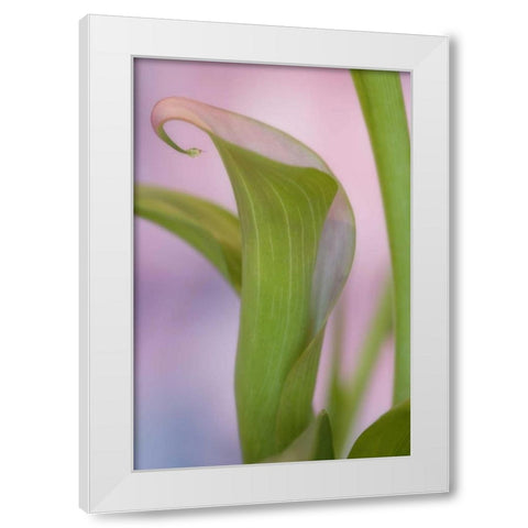 Close-up of calla Lily White Modern Wood Framed Art Print by Paulson, Don