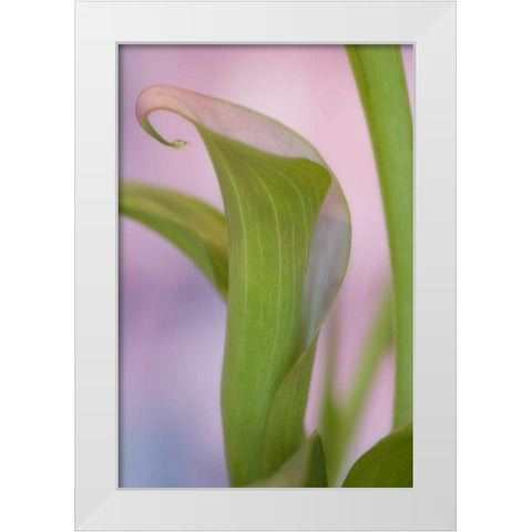 Close-up of calla Lily White Modern Wood Framed Art Print by Paulson, Don
