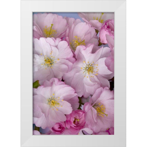 A group of cherry blossoms or sakura in spring White Modern Wood Framed Art Print by Paulson, Don