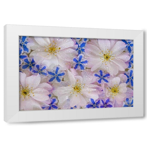 Cherry blossoms and blue flowers with dew White Modern Wood Framed Art Print by Paulson, Don