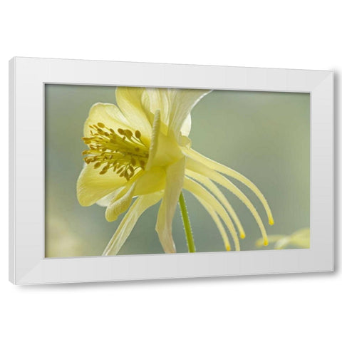 Close-up of yellow columbine flower White Modern Wood Framed Art Print by Paulson, Don