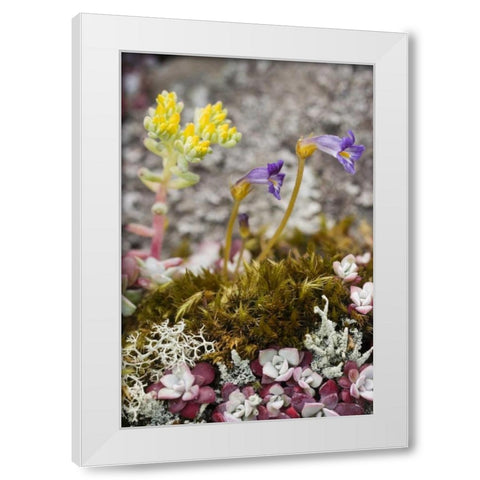 Close up of alpine flowers as ground cover White Modern Wood Framed Art Print by Paulson, Don