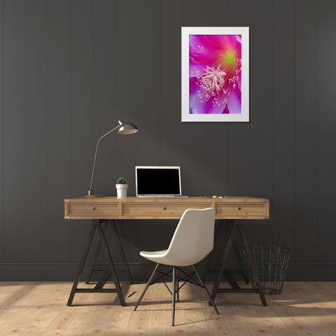 Orchid cactus flower, Epiphyllum ackermannii White Modern Wood Framed Art Print by Paulson, Don