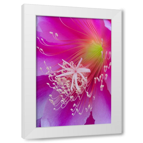 Orchid cactus flower, Epiphyllum ackermannii White Modern Wood Framed Art Print by Paulson, Don