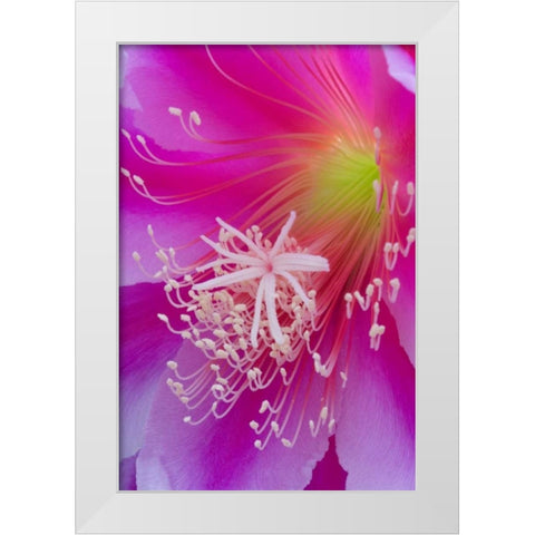 Orchid cactus flower, Epiphyllum ackermannii White Modern Wood Framed Art Print by Paulson, Don