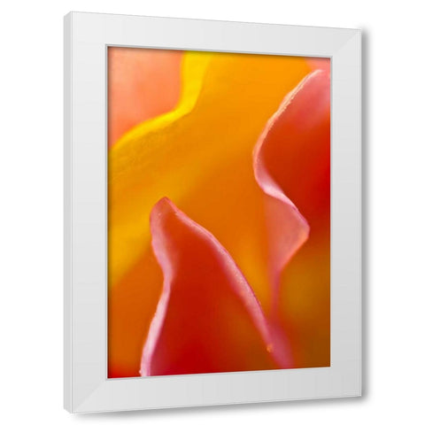 Abstract detail of flower petals White Modern Wood Framed Art Print by Rotenberg, Nancy