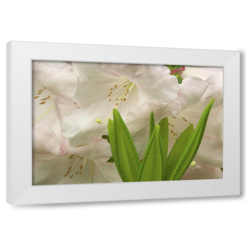 White rhododendron blossoms and leaves White Modern Wood Framed Art Print by Paulson, Don