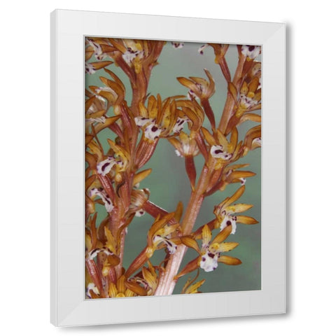 Close-up of spotted coralroot orchid White Modern Wood Framed Art Print by Paulson, Don