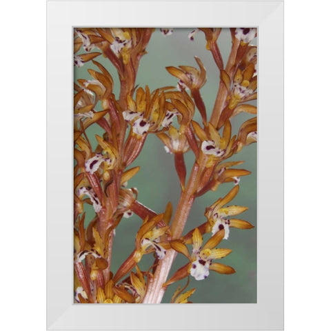Close-up of spotted coralroot orchid White Modern Wood Framed Art Print by Paulson, Don