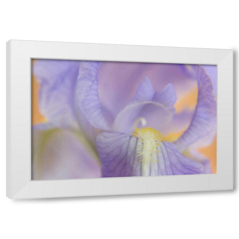 Close-up of iris blossom White Modern Wood Framed Art Print by Paulson, Don