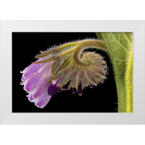 Close-up of borage blossom White Modern Wood Framed Art Print by Paulson, Don
