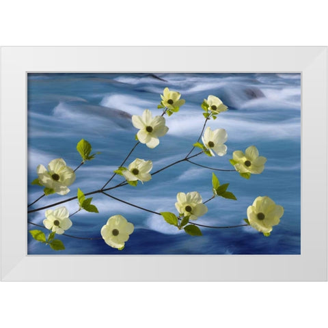 WA, Hood Canal Pacific dogwood blossoms White Modern Wood Framed Art Print by Paulson, Don
