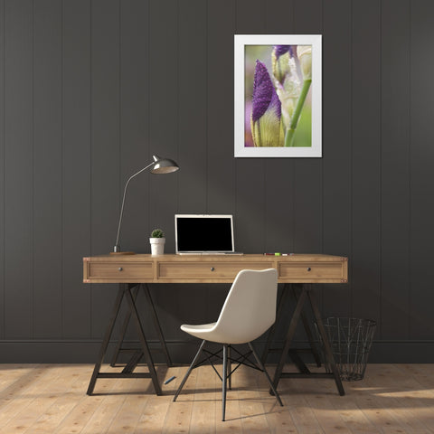 Close-up of iris bud with dew White Modern Wood Framed Art Print by Paulson, Don