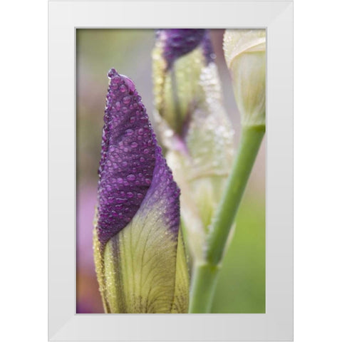 Close-up of iris bud with dew White Modern Wood Framed Art Print by Paulson, Don