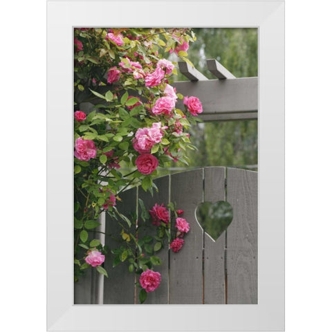 Garden gate with roses growing over it White Modern Wood Framed Art Print by Paulson, Don