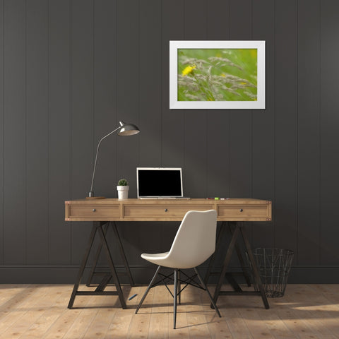 Close-up of dandelion flower and grass seedheads White Modern Wood Framed Art Print by Paulson, Don