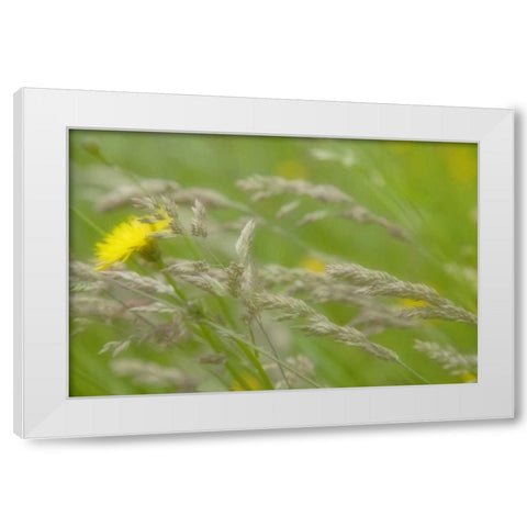 Close-up of dandelion flower and grass seedheads White Modern Wood Framed Art Print by Paulson, Don