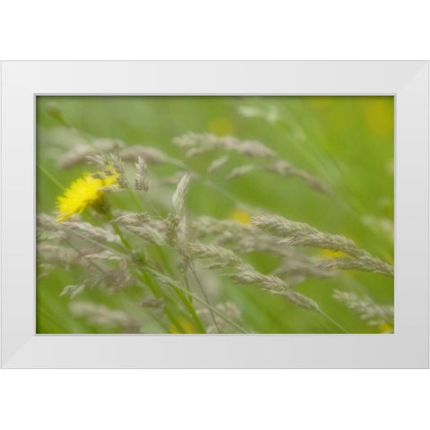 Close-up of dandelion flower and grass seedheads White Modern Wood Framed Art Print by Paulson, Don