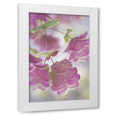 Ornamental oregano plant with dewdrops White Modern Wood Framed Art Print by Paulson, Don