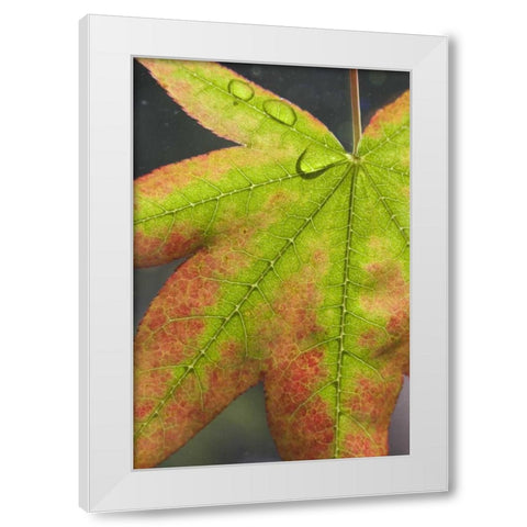 Maple leaf with dew on it White Modern Wood Framed Art Print by Paulson, Don